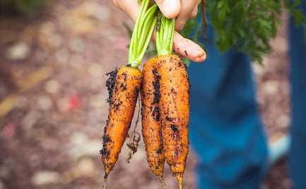 Sigue estos consejos para desperdiciar menos comida en casa