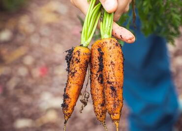 Sigue estos consejos para desperdiciar menos comida en casa