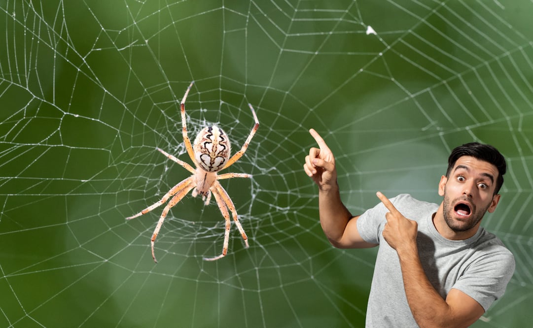 Arañas en casa: ¿cómo identificar a las especies peligrosas?; conoce cómo actuar en caso de picaduras. Foto: Canva