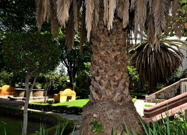 El Museo de El Carmen dice adiós a sus palmeras canarias