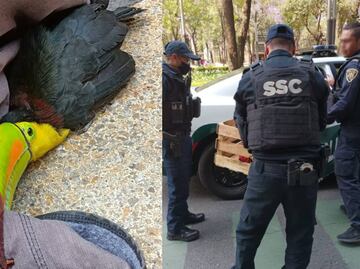 Mujer rescata tucán en Paseo de la Reforma y lo entrega a la SSC; policías lo extravían