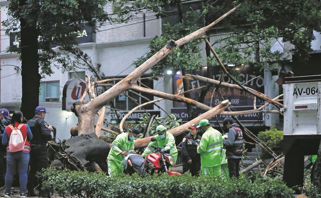 Un motociclista resultó lesionado y fue trasladado al hospital por la caída de un árbol en la colonia Florida, en la alcaldía de Álvaro Obregón. Foto: Fernanda Rojas / EL UNIVERSAL