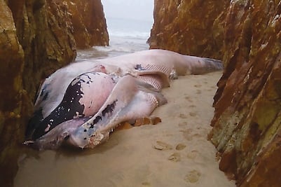 Ballena azul varada y liberada el domingo, es hallada muerta en Oaxaca