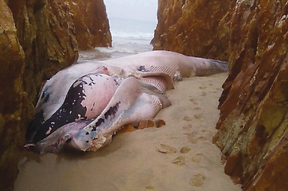 Autoridades mantienen un cerco alrededor del cadáver del animal, los restos pueden convertirse en un riesgo sanitario. Profepa deberá entregar un reporte de las causas de la muerte de la ballena (ROSALIA CHACA. EL UNIVERSAL)