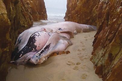 Ballena azul varada y liberada el domingo, es hallada muerta en Oaxaca