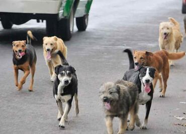 En Mérida, 50% de las denuncias por maltrato animal son por envenenamiento