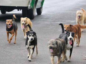 En Mérida, 50% de las denuncias por maltrato animal son por envenenamiento
