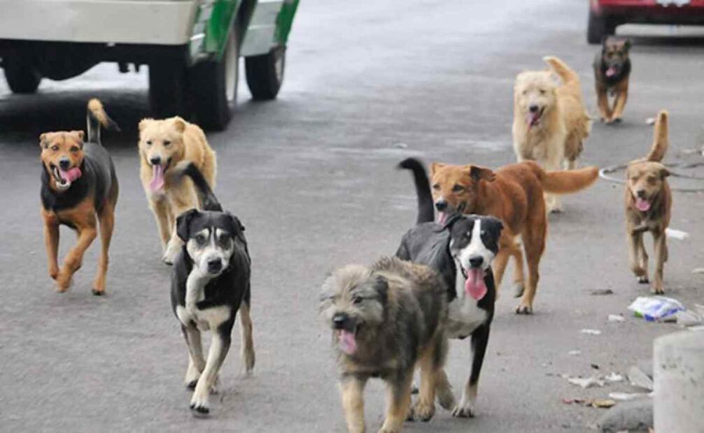 Diputado local presenta iniciativa para que todas las alcaldías destinen presupuesto a favor del bienestar animal. Foto: Archivo