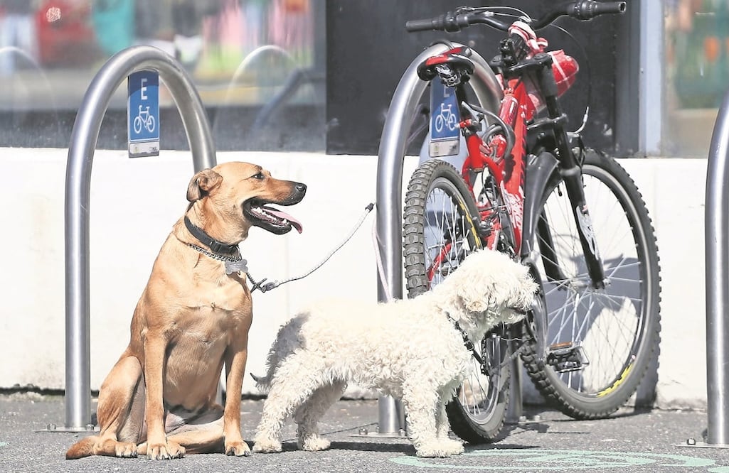 FOTO: Archivo/ EL UNIVERSAL/