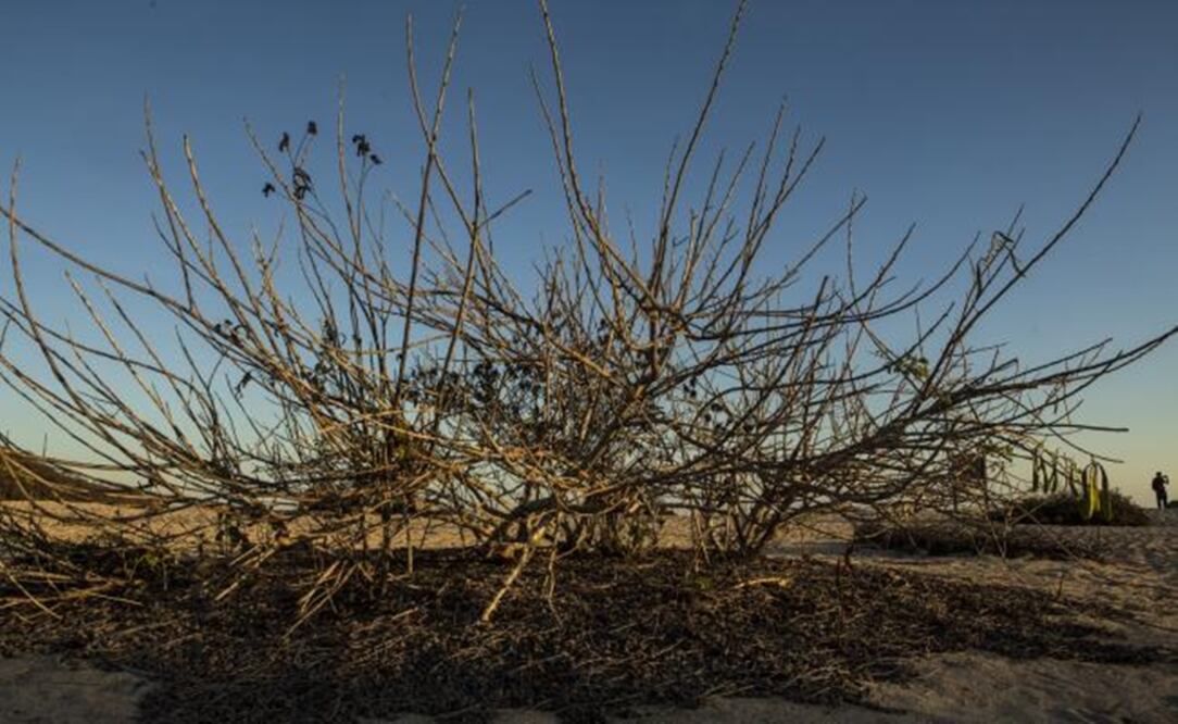 Cacaluta - Photo: Mario Arturo Martínez/EL UNIVERSAL