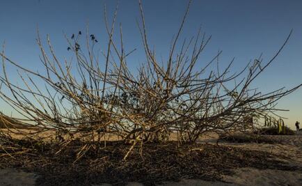 Cacaluta, and endangered paradise