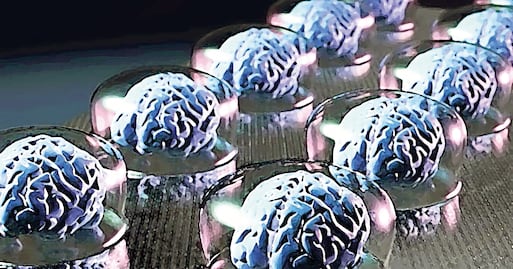 Estudian efectos de las hormonas sexuales en el cerebro