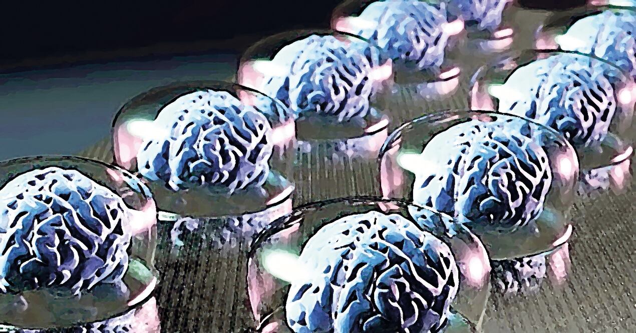 Durante el desarrollo del cerebro, la hormona estradiol desempeña un papel crítico en la organización de este órgano (ESPECIAL)