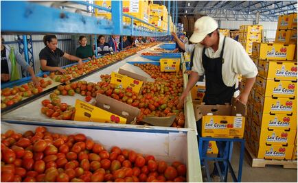 México, el principal exportador de jitomate en el mundo