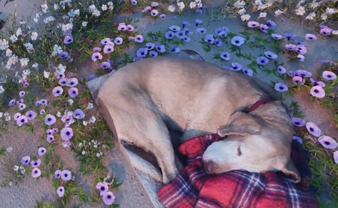 El video cuenta con 641 mil reproducciones y más 6 mil “likes”. Foto: X. @Wolkwhisky