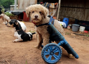 Mujer crea sillas de ruedas con basura para perros discapacitados en Paraguay