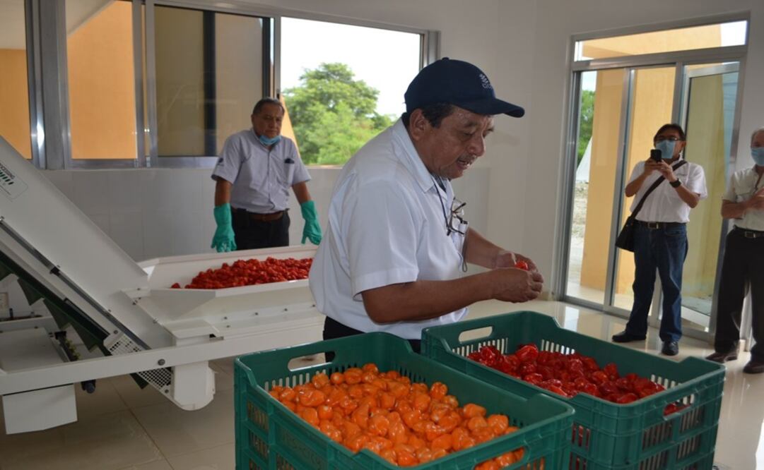 Una variedad de chile habanero "kisin" obtuvo patente para el Centro de Investigaciones Científicas de Yucatán.  Foto: Especial