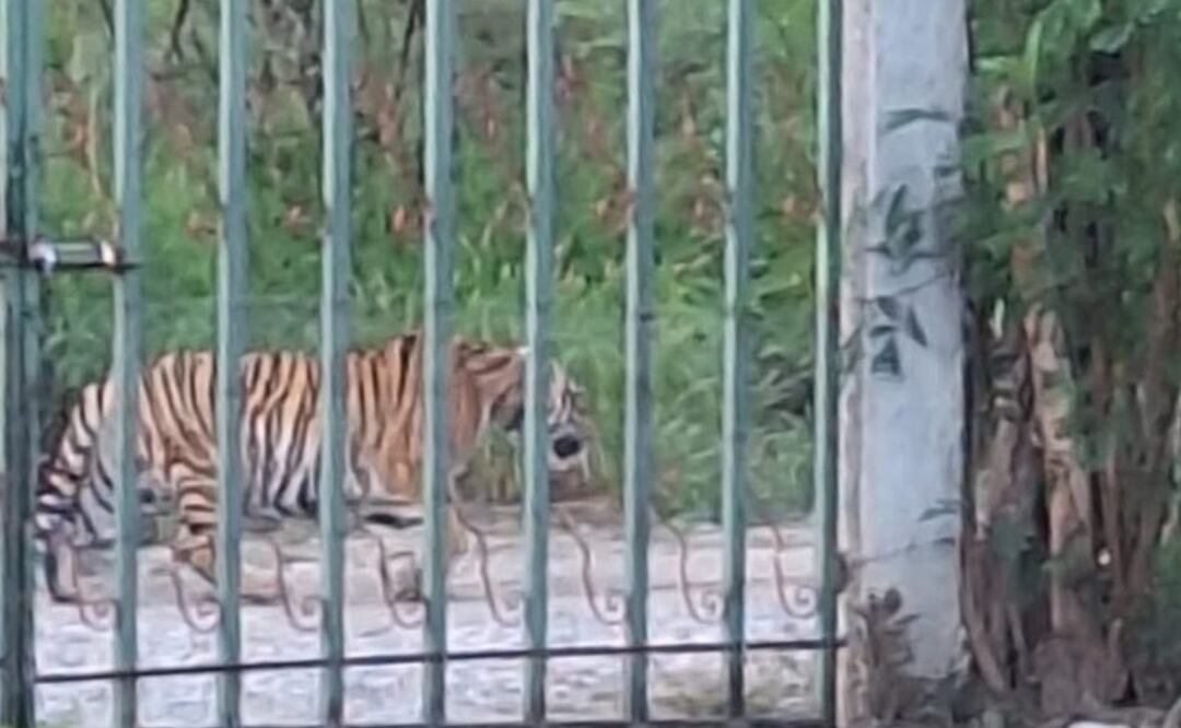 El tigre fue ubicado deambulando en un área despoblada en Salinas Victoria. Foto: Protección Civil de Nuevo León