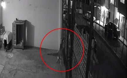 Sujetos disparan a perrita después de provocarla dentro de su casa en Pachuca, Hidalgo