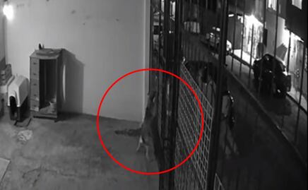 Sujetos disparan a perrita después de provocarla dentro de su casa en Pachuca, Hidalgo