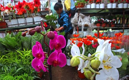 El cambio climático cambia el color de los pétalos de las flores