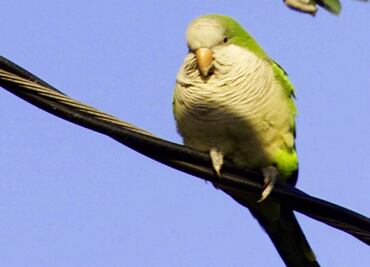 Carismáticas, pero peligrosas: especies invasoras