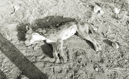 Denuncian presunto envenenamiento masivo de perros en Morelia