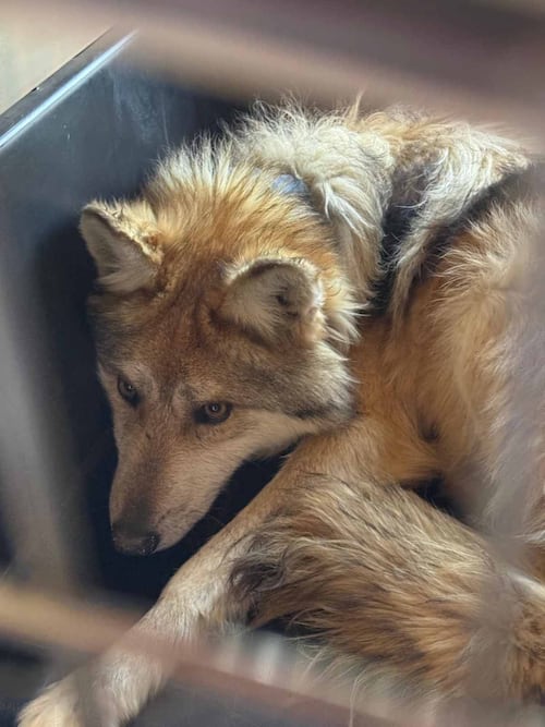 El miércoles 25 de marzo de 2026 llegó una segunda manada de lobo mexicano a la Sierra Madre Occidental de Durango para su próxima reintroducción a la vida silvestre. Foto: Semarnat