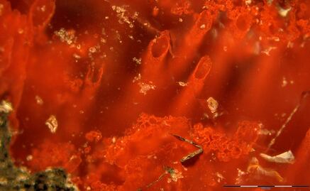 Se descubren los fósiles más antiguos, de hace 3 mil millones de años