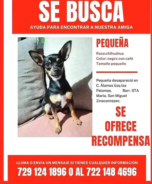 Ayuda a pequeña a regresar a casa. Foto: Especial