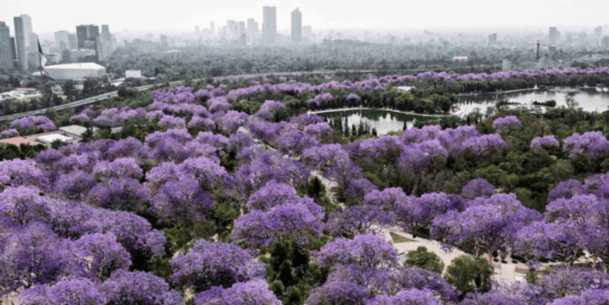 Presentan “Gran Chapultepec 2019”, de Alberto Kalach y Tax, en “Arquine”