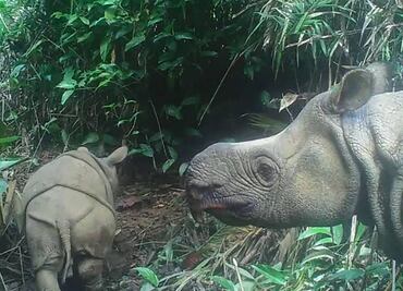 Captan a dos cachorros de rinoceronte de Java, especie en extinción, en Indonesia