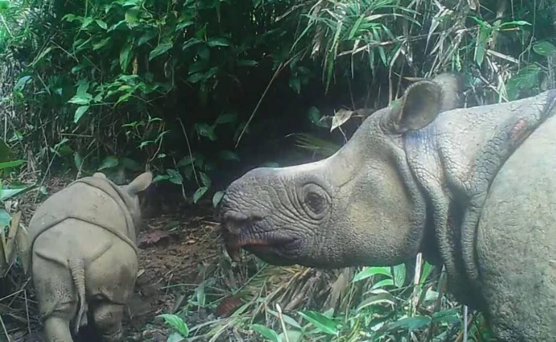 El rinoceronte de Java tiene grandes pliegues en su piel que la asemejan a una armadura. (Foto: AFP)