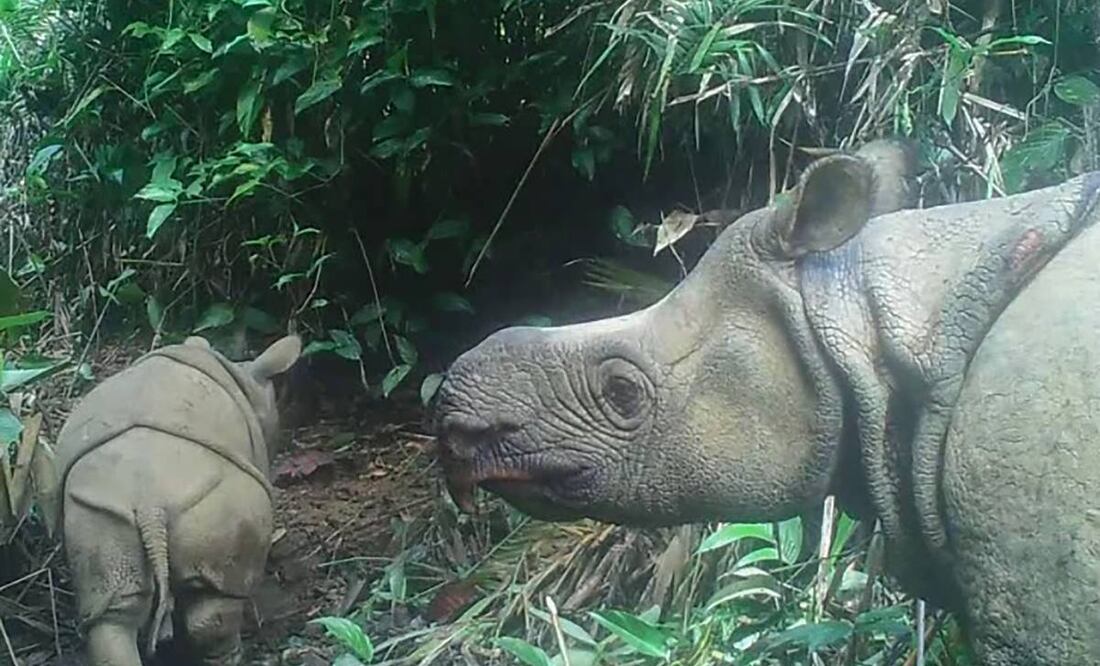 El rinoceronte de Java tiene grandes pliegues en su piel que la asemejan a una armadura. (Foto: AFP)
