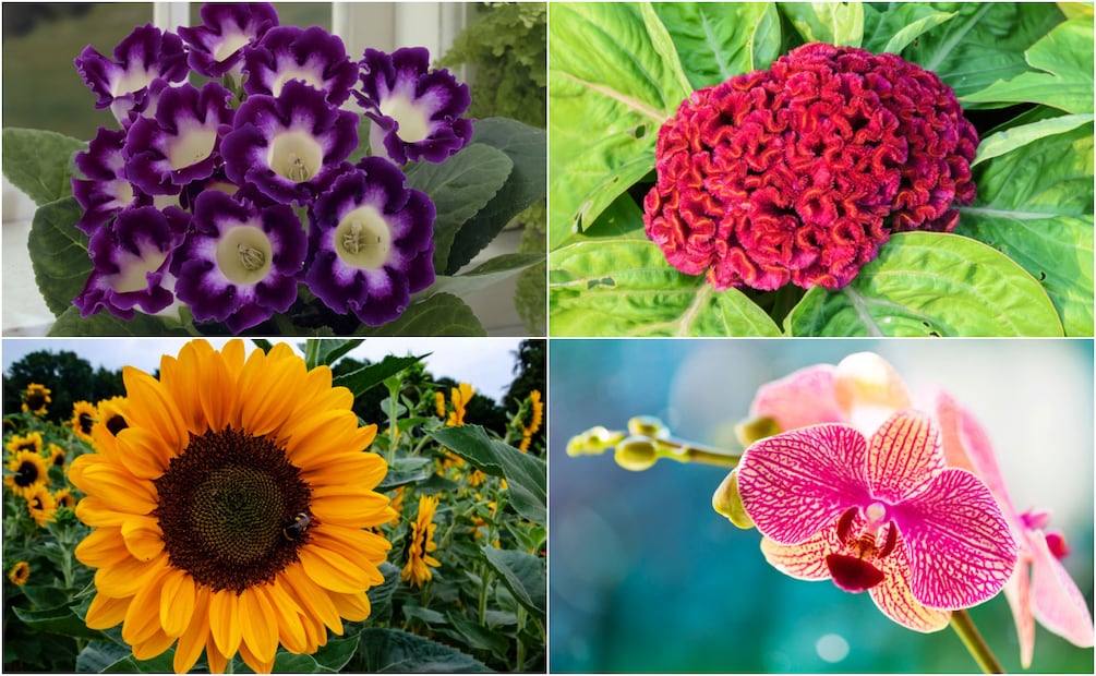 Flores seguras para tu gato. Foto: Redes sociales