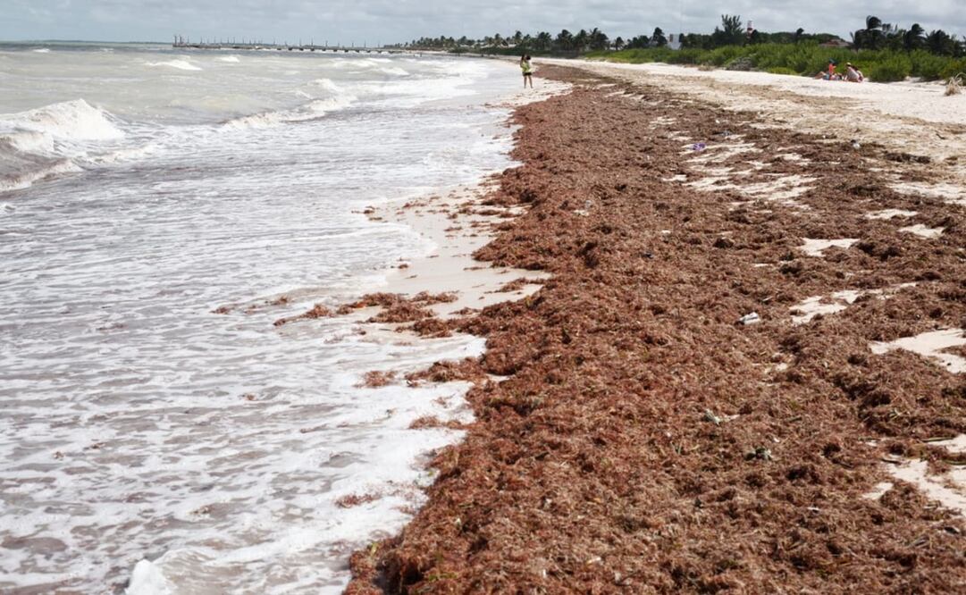 En las playas de Progreso aparecieron grandes manchones de sargazo. Foto: Especial