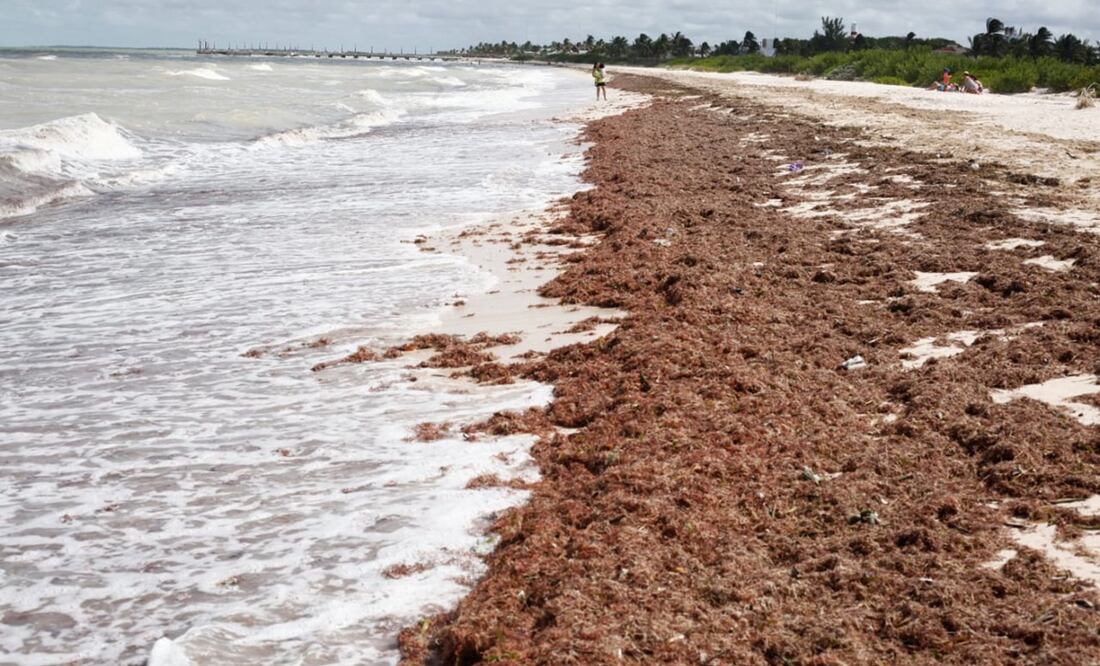 En las playas de Progreso aparecieron grandes manchones de sargazo. Foto: Especial