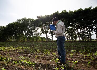 Agricultura evitó el ingreso de 30 plagas a México en 2019