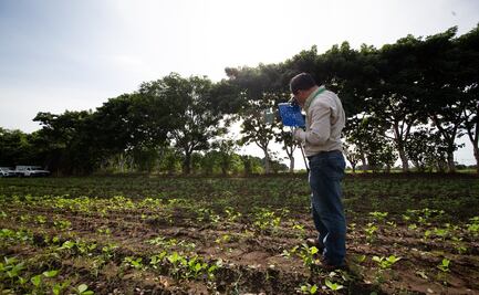 Agricultura evitó el ingreso de 30 plagas a México en 2019
