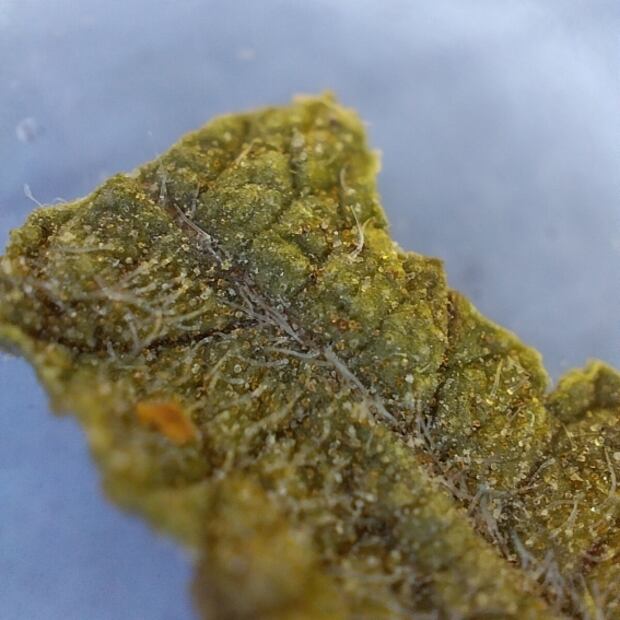 OPPO Reno7: el smartphone con una lente microscópica