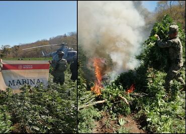 Localizan y destruyen cuatro plantíos de amapola y marihuana en Sinaloa