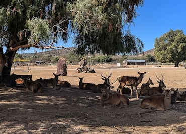 Conoce Tuzoofari, reserva en Hidalgo que permite interactuar con más de 800 animales en peligro