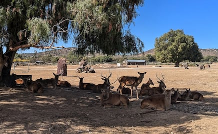 Conoce Tuzoofari, reserva en Hidalgo que permite interactuar con más de 800 animales en peligro