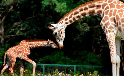 Mujer caza a jirafa en Sudáfrica y comparte una foto posando con el corazón del animal