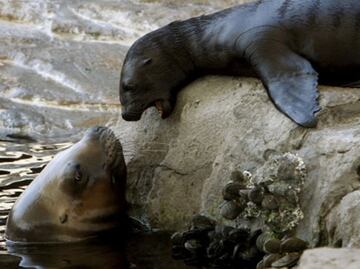 Sacrifican leones marinos para proteger salmones