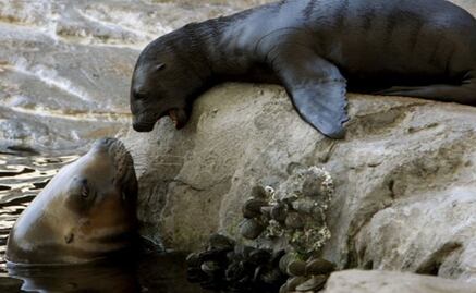 Sacrifican leones marinos para proteger salmones