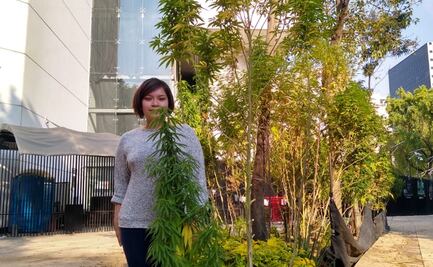 Activistas celebrarán Navidad en el plantón de marihuana afuera del Senado
