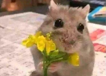 El simulacro del 19 de septiembre, las flores amarillas y la victoria de América, en los memes de la semana