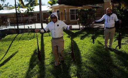 Llueven iguanas congeladas en Florida