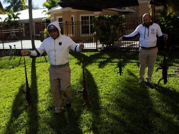 Llueven iguanas congeladas en Florida